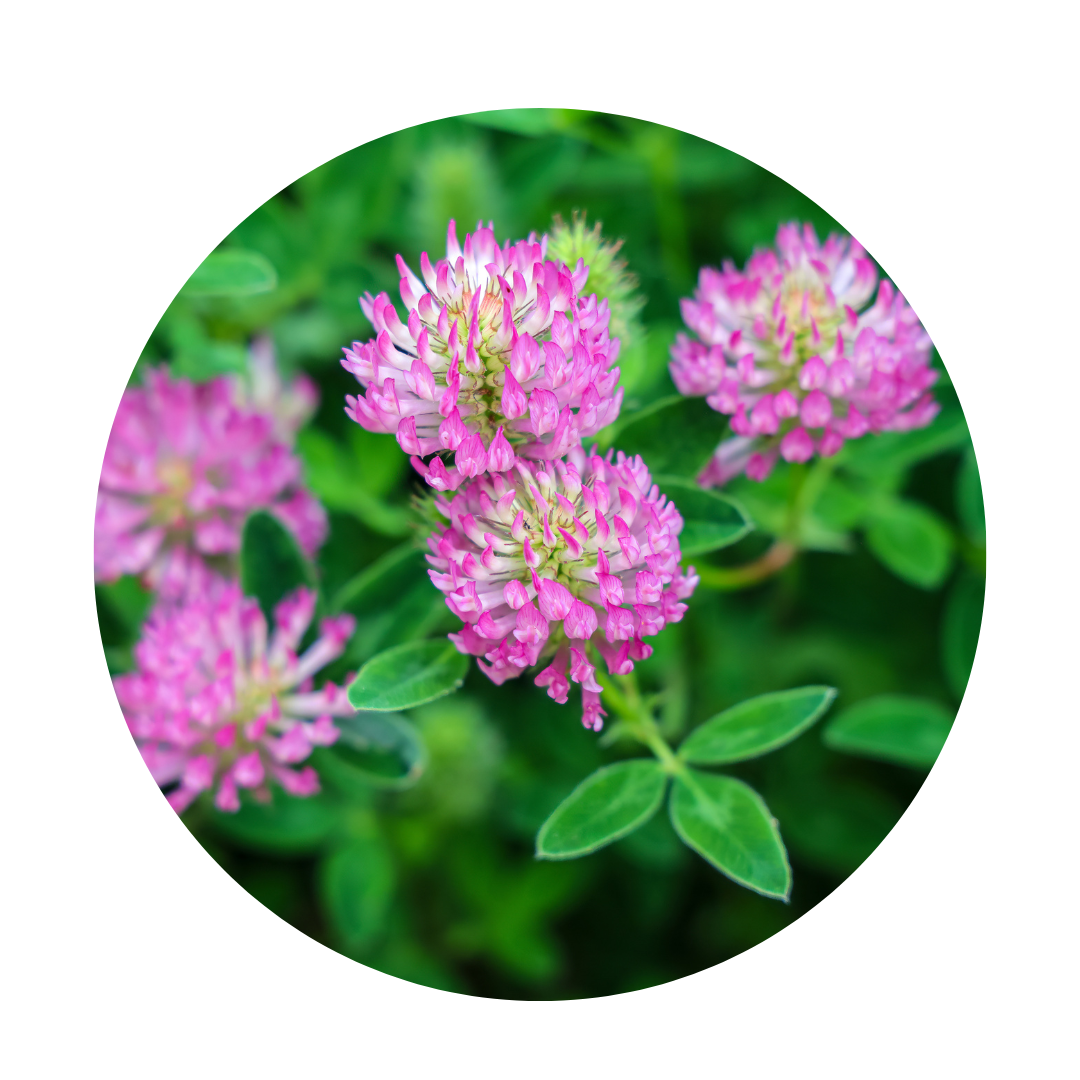 Fleur_de_trefle