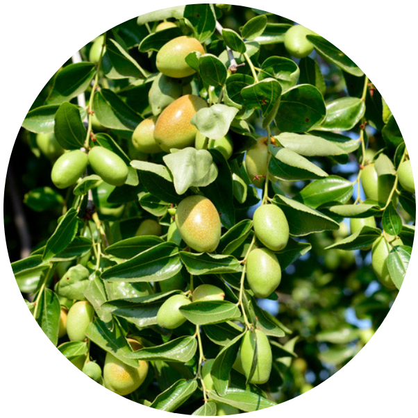Huile_de_jojoba_1